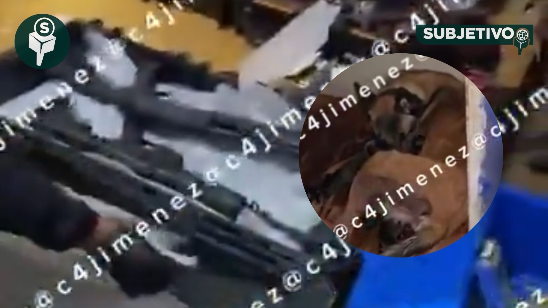 Nacen perritos durante cateo en Xochimilco; hallan armas y drogas