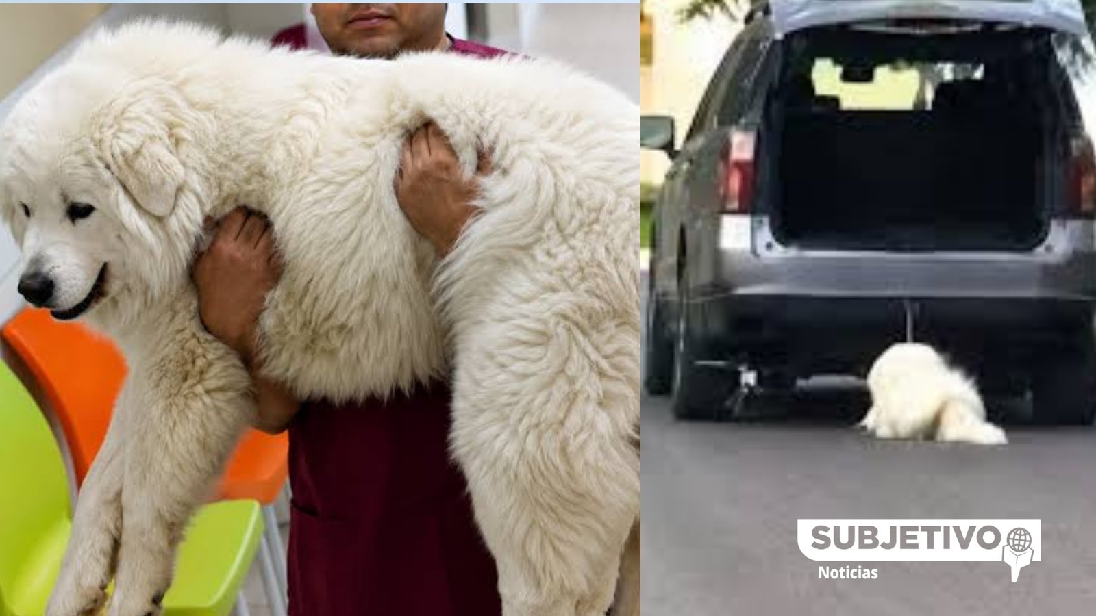 Muere Rocky tras ser arrastrado por camioneta en Saltillo