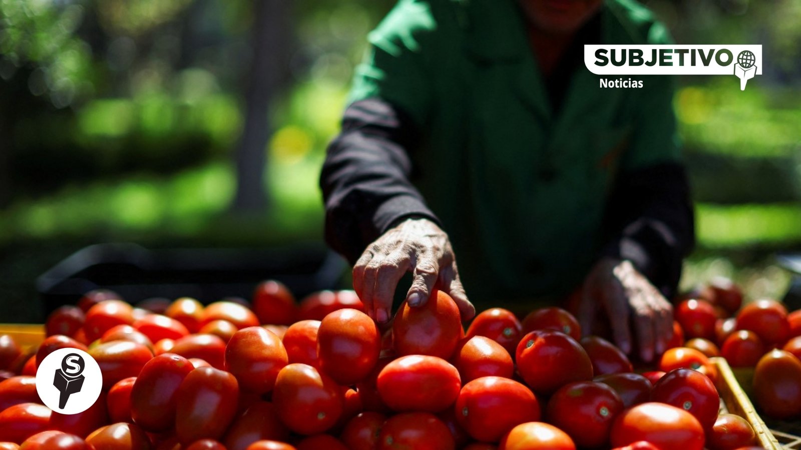 SNE abre vacantes agrícolas en Estados Unidos: así aplicas