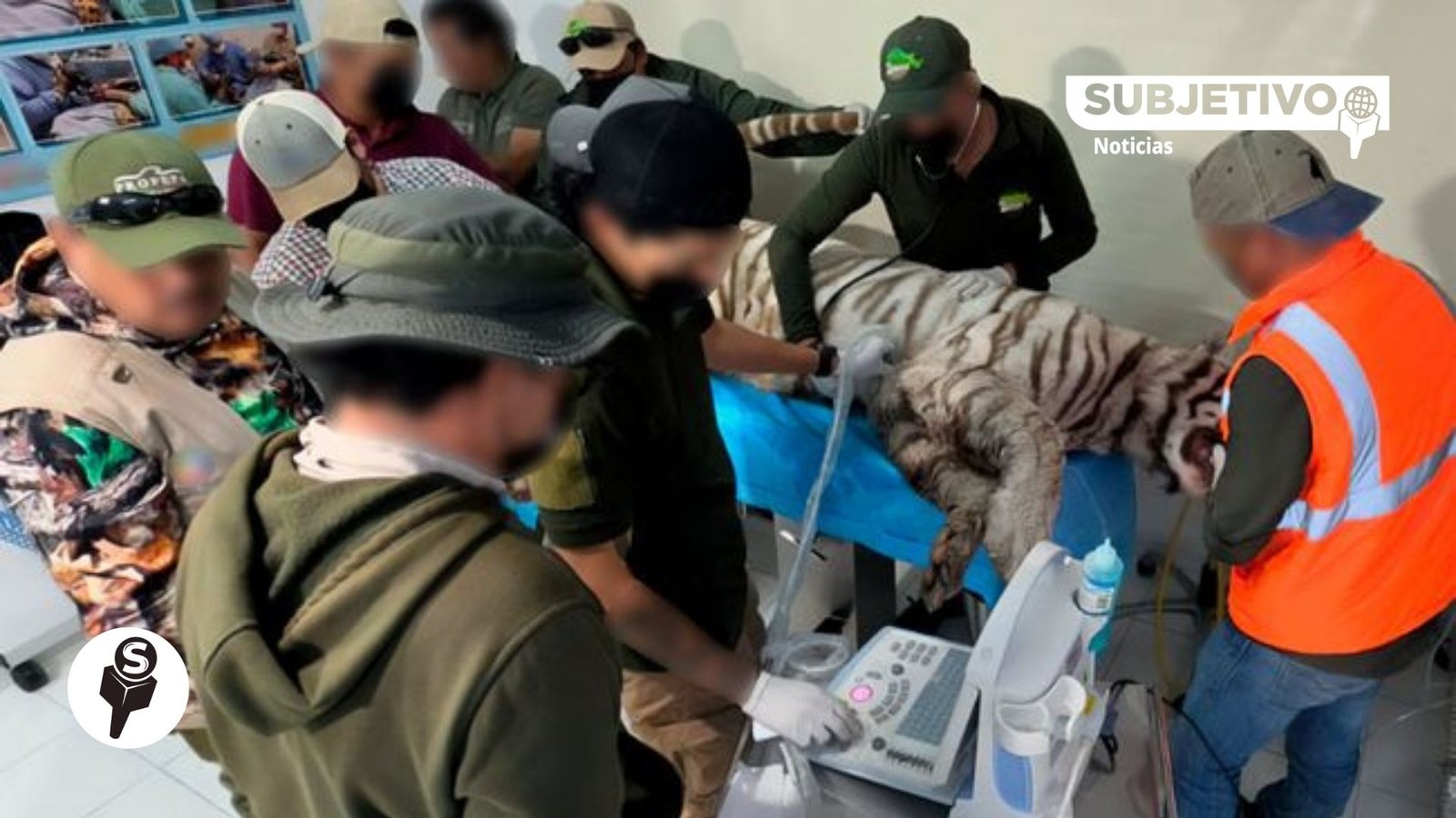 Muere tigre de Bengala de Tepetlaoxtoc; clausuran Predio de Vida Silvestre en el que permanecía