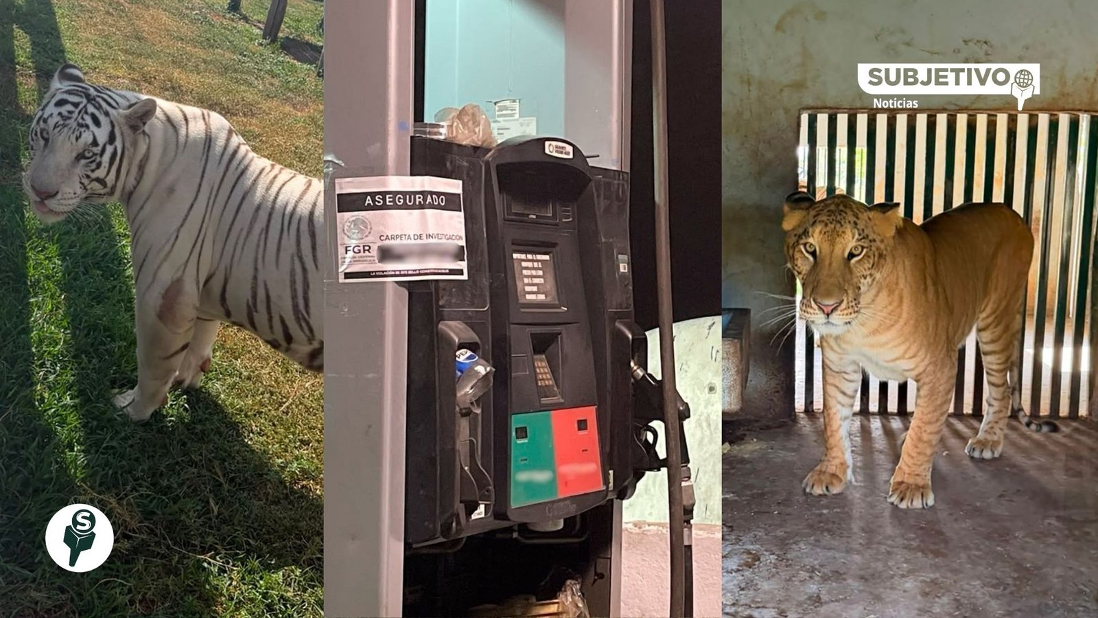 Golpe al huachicol: hallan 135 animales exóticos en Tamaulipas