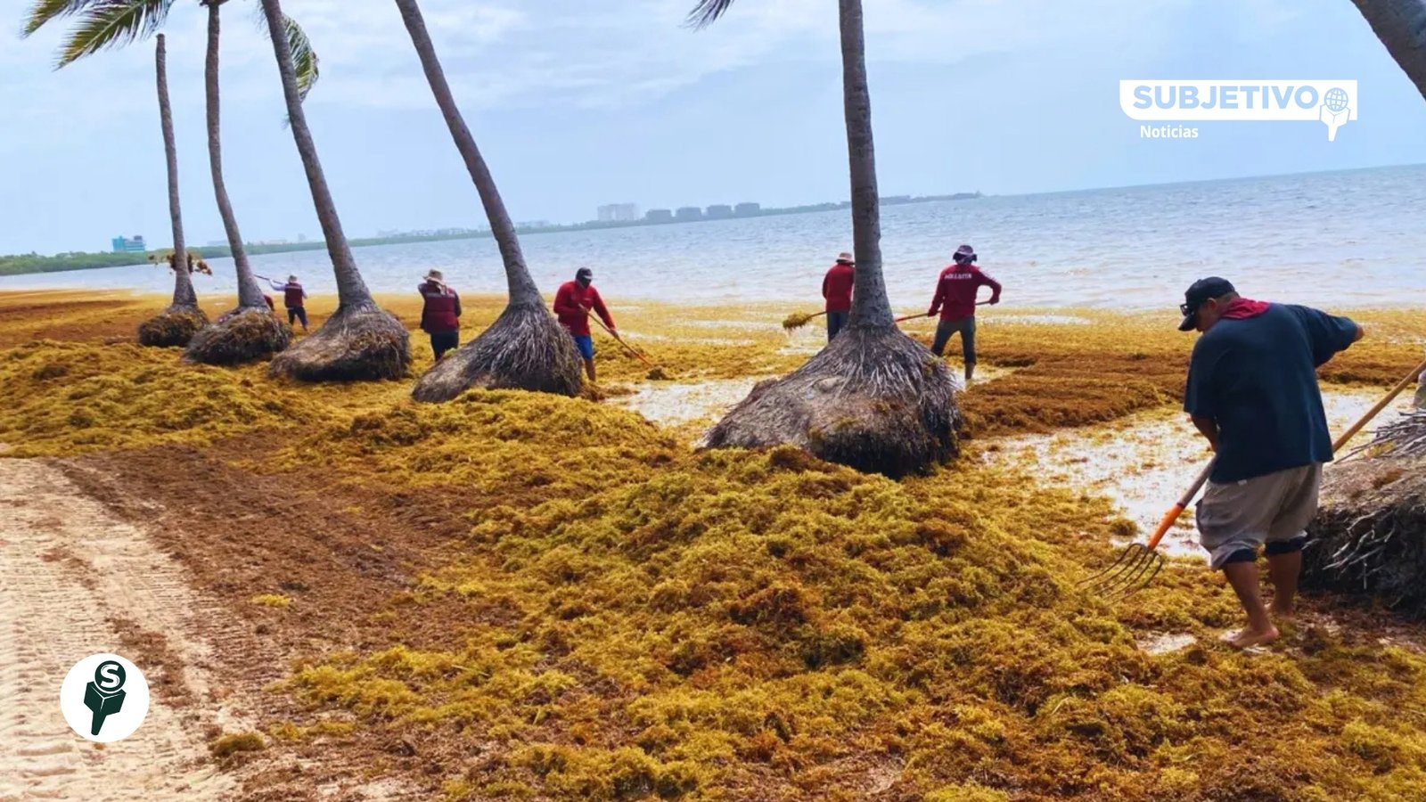 Sargazo comienza a ceder en Quintana Roo tras pico de 2026