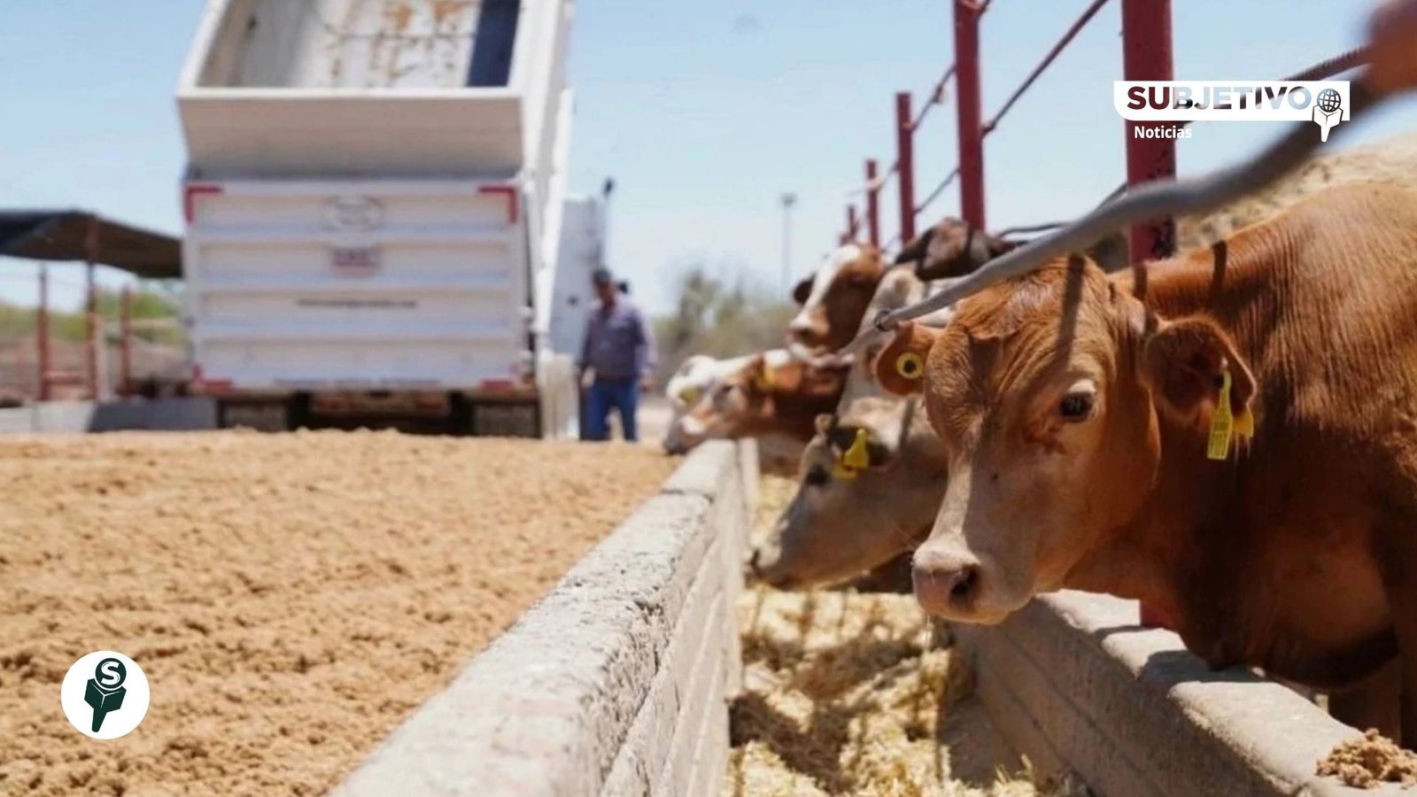 México reabre exportación de ganado a EU desde Sonora