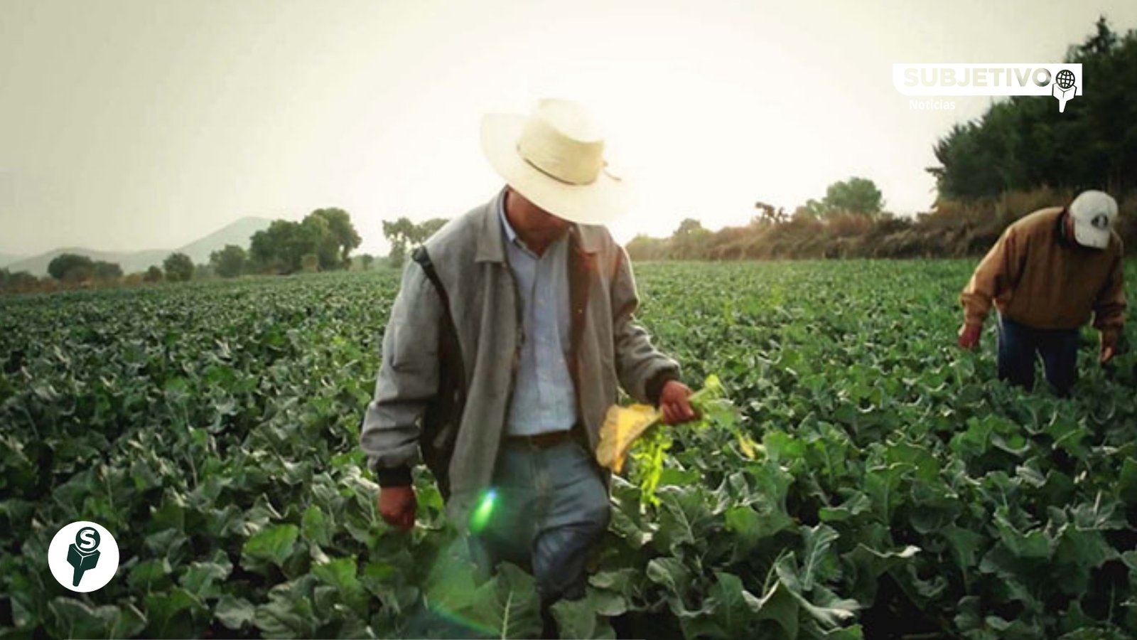 Gobierno destinará 107 mil mdp a productores del campo en 2026